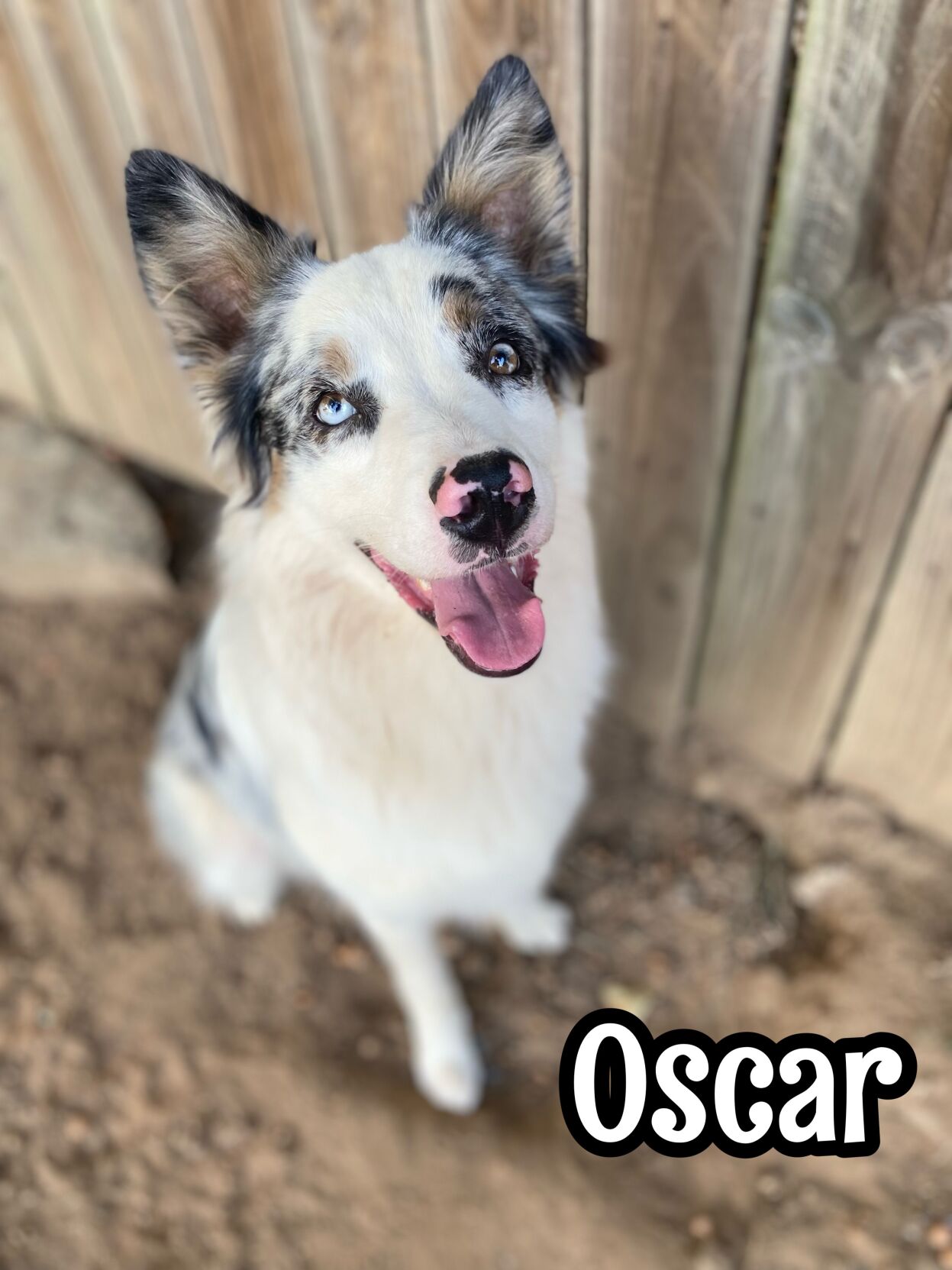 Oscar
